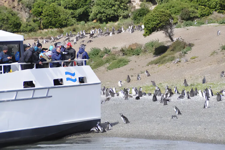 Colonia de Pingüinos Magallánicos