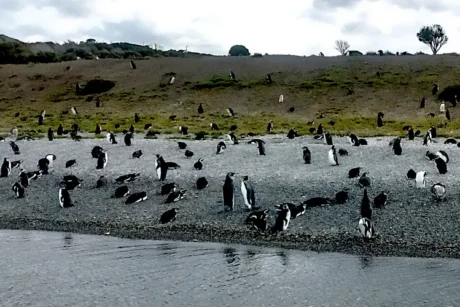 Estancia Harberton, Isla Gable y Pingüinera: Tour Completo - Tour en El Calafate, Patagonia Argentina