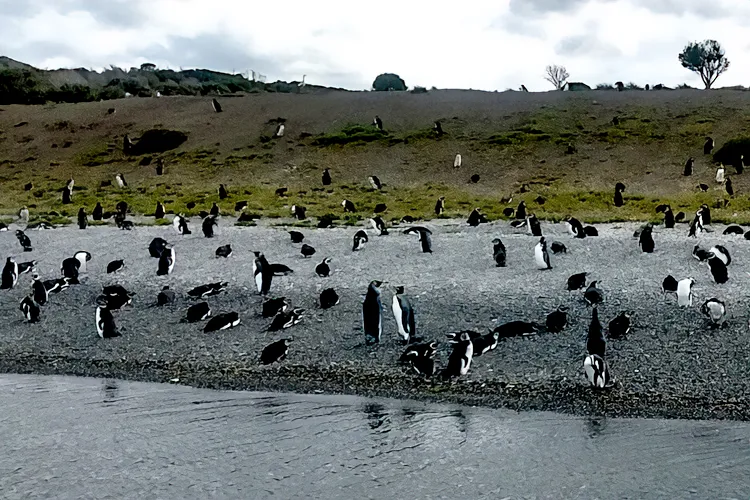 Colonia de Pingüinos