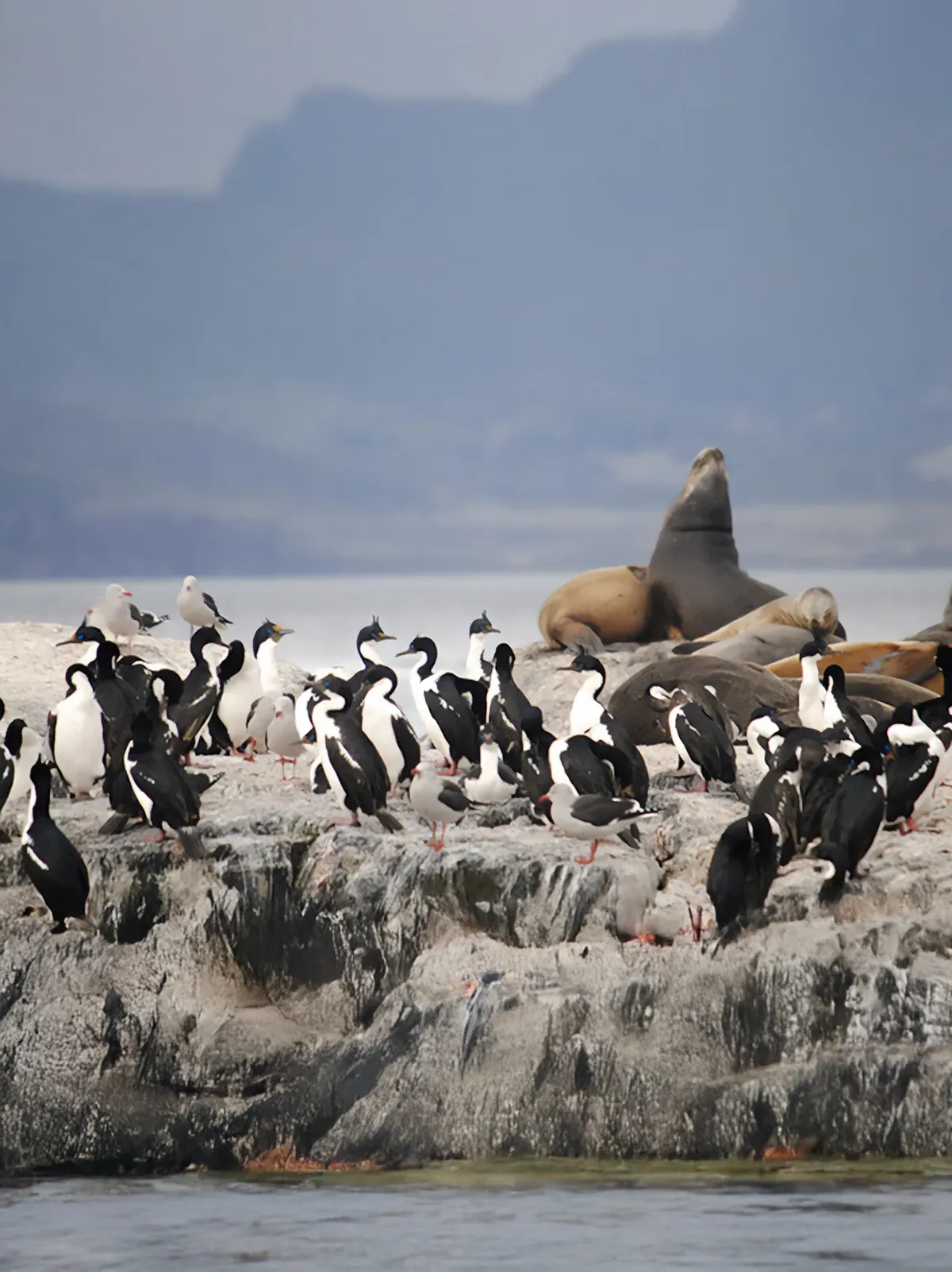 canal de beagle