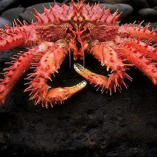 Centolla fueguina