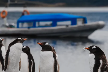 Penguin Walk - Tour in El Calafate, Argentine Patagonia