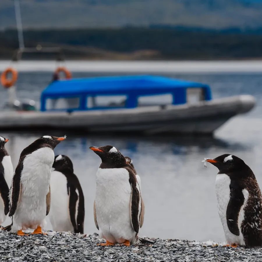 Caminata Pingüinera en Ushuaia: Caminá entre Pingüinos en Isla Martillo