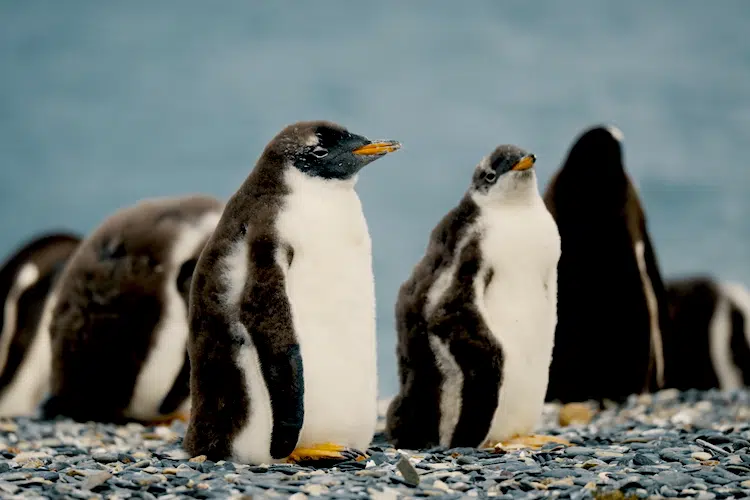 Excursión Canal de Beagle con Desembarco en Isla Martillo