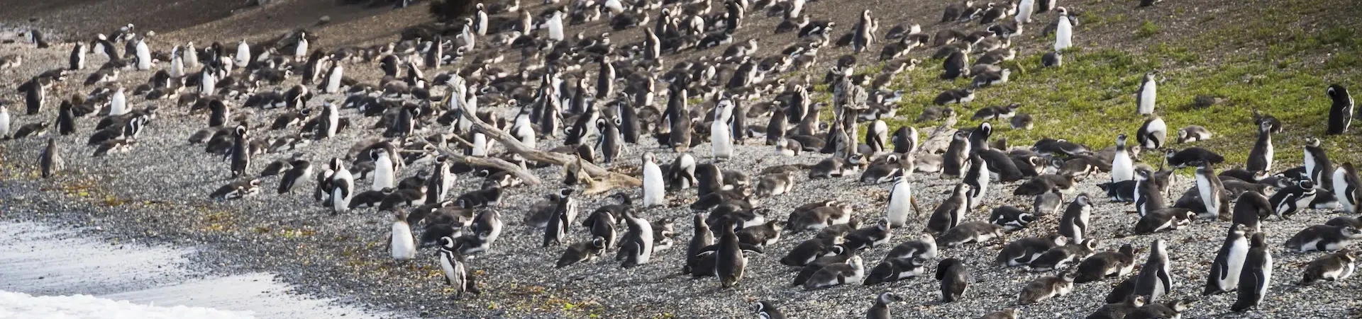 Explora los glaciares de El Calafate con una navegación inolvidable por el Lago Argentino