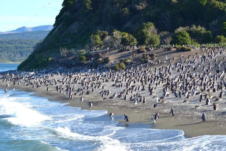 Ruta de la Centolla y Pingüinos: Tour 4×4 con Almuerzo Gourmet - Tour en El Calafate, Patagonia Argentina