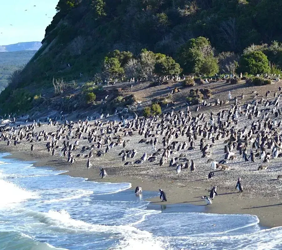 Ruta de la Centolla y Pingüinos: Tour 4x4 con Almuerzo Gourmet