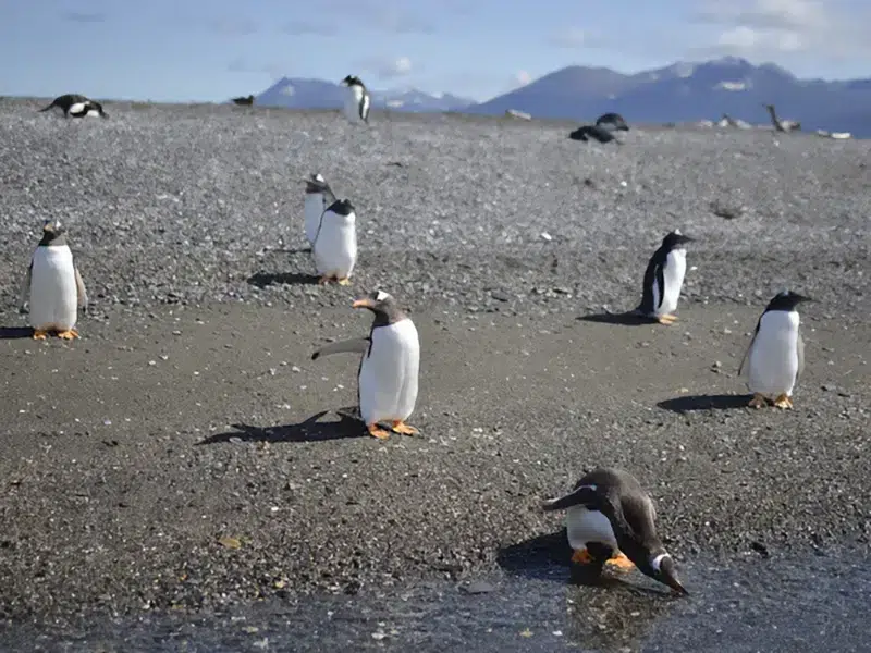 Faro Les Eclaireurs Canal Beagle - cormoranes imperiales y fauna marina