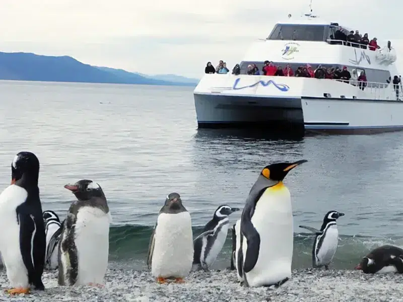 Pingüinos Isla Martillo Ushuaia - colonia de pingüinos Magallánicos en su hábitat natural